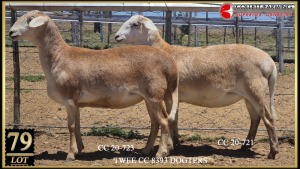 LOT 79 2X MEATMASTER OOI/EWE GEREGISTREER Collet Farming Superior Genetics