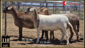 LOT 110 3X MEATMASTER OOI/EWE GEREGISTREER Collet Farming Superior Genetics