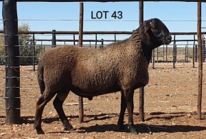 LOT 43 1X MEATMASTER RAM - GERIGISTREER - DIE BULT MEATMASTERS