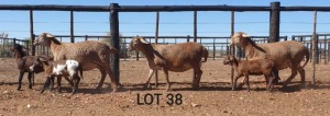 LOT 38 2+2X MEATMASTER OOI/EWE - GERIGISTREER - DIE BULT MEATMASTERS