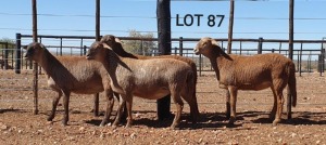 LOT 87 3X MEATMASTER OOI/EWE - - DIE BULT MEATMASTERS