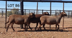 LOT 86 2X MEATMASTER OOI/EWE - - DIE BULT MEATMASTERS