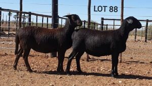 LOT 88 2X MEATMASTER OOI/EWE - - DIE BULT MEATMASTERS