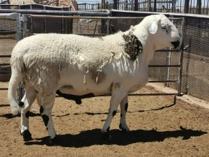 LOT 5 1X MEATMASTER RAM DIRK STEENKAMP MEATMASTERS