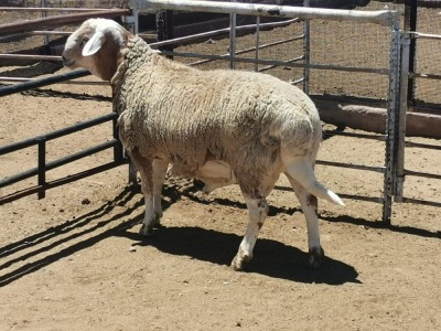 LOT 58 1X MEATMASTER RAM DIRK STEENKAMP MEATMASTERS