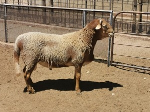 LOT 4 1X MEATMASTER RAM DIRK STEENKAMP MEATMASTERS