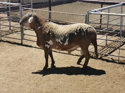 LOT 6 1X MEATMASTER RAM DIRK STEENKAMP MEATMASTERS