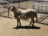LOT 6 1X MEATMASTER RAM DIRK STEENKAMP MEATMASTERS