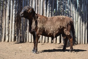 LOT 45 1X MEATMASTER RAM GLENROSA MEATMASTERS