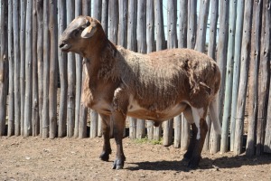 LOT 84 1X MEATMASTER RAM GLENROSA MEATMASTERS