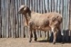 LOT 84 1X MEATMASTER RAM GLENROSA MEATMASTERS - 2