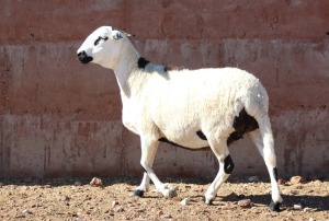 LOT 13 1X OOI/EWE - GEREGISTREER - HANRI MEATMASTER