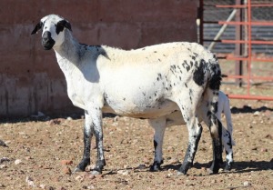 LOT 15 2+1X OOI/EWE - GEREGISTREER - HANRI MEATMASTER