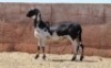 LOT 15 2+1X OOI/EWE - GEREGISTREER - HANRI MEATMASTER - 2