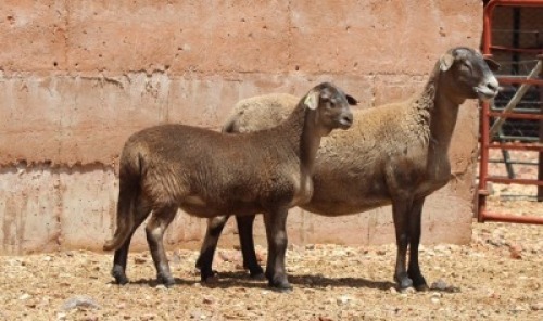 LOT 14 1+1X OOI/EWE - GEREGISTREER - HANRI MEATMASTER