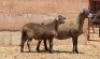 LOT 14 1+1X OOI/EWE - GEREGISTREER - HANRI MEATMASTER