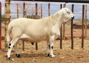 LOT 64 1X MEATMASTER RAM - GEREGISTREER - HANRI MEATMASTER