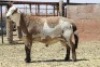 LOT 13 1X MEATMASTER RAM - GEREGISTREER - HANRI MEATMASTER