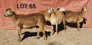 LOT 55 4X MEATMASTER OOI/EWE INKBOSPAN MEATMASTERS