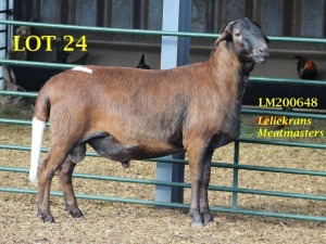 LOT 24 1X MEATMASTER RAM GEREGISTREER LELIEKRANS MEATMASTERS