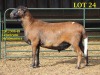 LOT 24 1X MEATMASTER RAM GEREGISTREER LELIEKRANS MEATMASTERS - 2