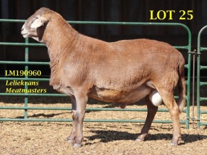 LOT 25 1X MEATMASTER RAM GEREGISTREER LELIEKRANS MEATMASTERS