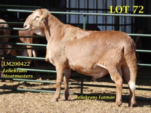 LOT 72 1X MEATMASTER RAM GEREGISTREER LELIEKRANS MEATMASTERS