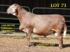 LOT 73 1X MEATMASTER RAM GEREGISTREER LELIEKRANS MEATMASTERS