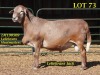 LOT 73 1X MEATMASTER RAM GEREGISTREER LELIEKRANS MEATMASTERS - 2