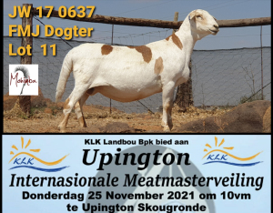 LOT 11 1X MEATMASTER OOI/EWE - GEREGISTREER - MOHINBA MEATMASTERS