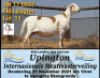 LOT 11 1X MEATMASTER OOI/EWE - GEREGISTREER - MOHINBA MEATMASTERS