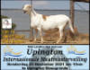LOT 11 1X MEATMASTER OOI/EWE - GEREGISTREER - MOHINBA MEATMASTERS - 2