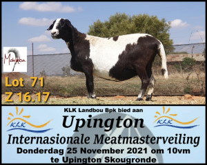 LOT 71 1X MEATMATER OOI/EWE MOHINBA MEATMASTERS