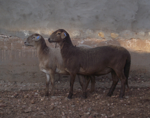 LOT 97 1X MEATMASTER OOI/EWE MULDERSBANK MEATMASTERS