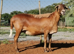 LOT 47 1X MEATMASTER OOI/EWE - GEREGISTREER - OCHRE MEATMASTERS