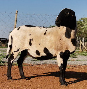 LOT 48 1X MEATMASTER OOI/EWE - GEREGISTREER - OCHRE MEATMASTERS