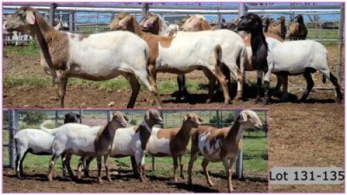LOT 134C 1X MEATMASTER OOI/EWE - PREGNANT