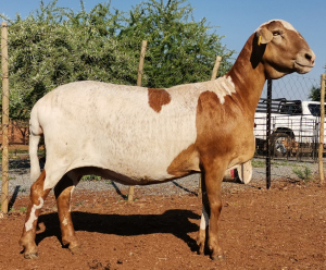 LOT 46 1X MEATMASTER OOI/EWE - GEREGISTREER - OCHRE MEATMASTERS