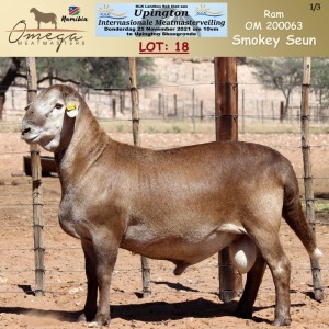 LOT 18 1X MEATMASTER RAM OMEGA MEATMASTERS