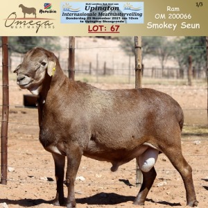 LOT 67 1X MEATMASTER RAM OMEGA MEATMASTERS