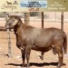 LOT 67 1X MEATMASTER RAM OMEGA MEATMASTERS - 2