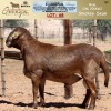 LOT 68 1X MEATMASTER RAM OMEGA MEATMASTERS - 3