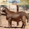 LOT 68 1X MEATMASTER RAM OMEGA MEATMASTERS - 3