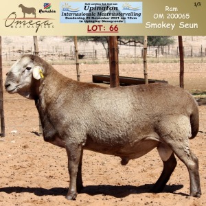 LOT 66 1X MEATMASTER RAM OMEGA MEATMASTERS