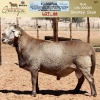 LOT 66 1X MEATMASTER RAM OMEGA MEATMASTERS - 2