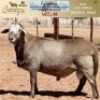 LOT 66 1X MEATMASTER RAM OMEGA MEATMASTERS - 3