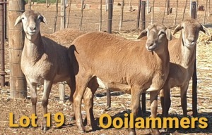 LOT 19 1X MEATMASTER OOI/EWE OSVLEY MEATMASTERS