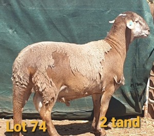 LOT 74 1X MEATMASTER RAM OSVLEY MEATMASTERS