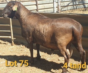 LOT 75 1X MEATMASTER RAM OSVLEY MEATMASTERS