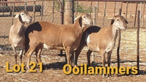 LOT 21 2X MEATMASTER OOI/EWE OSVLEY MEATMASTERS